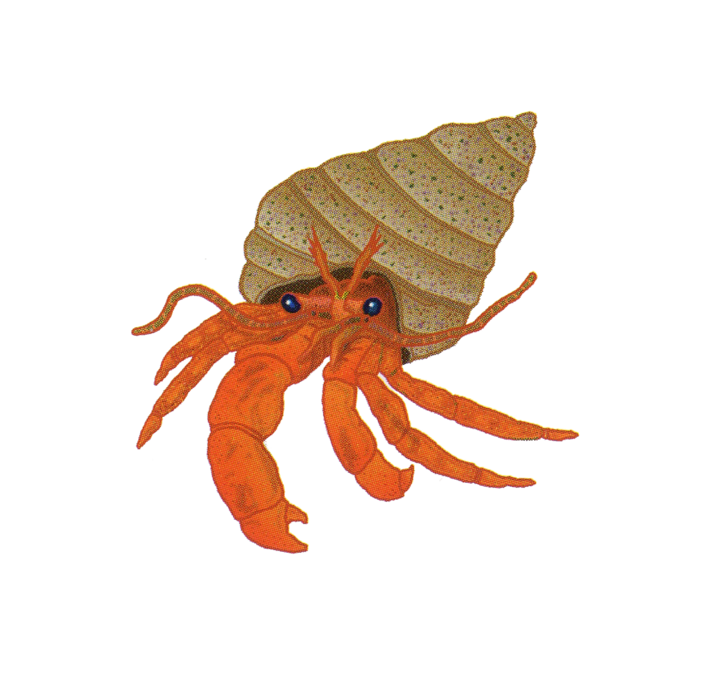 Splash Zone Videos Linda Arnold Music