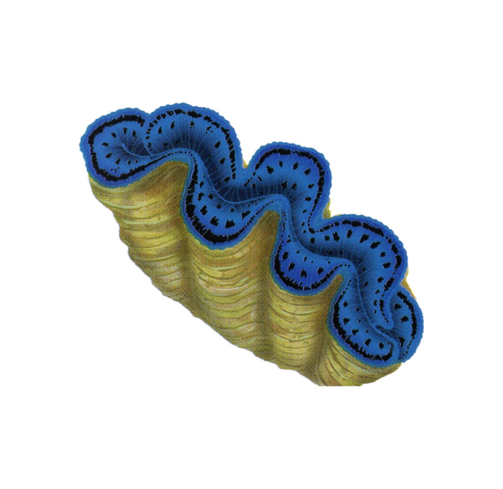 Splash Zone Videos Linda Arnold Music