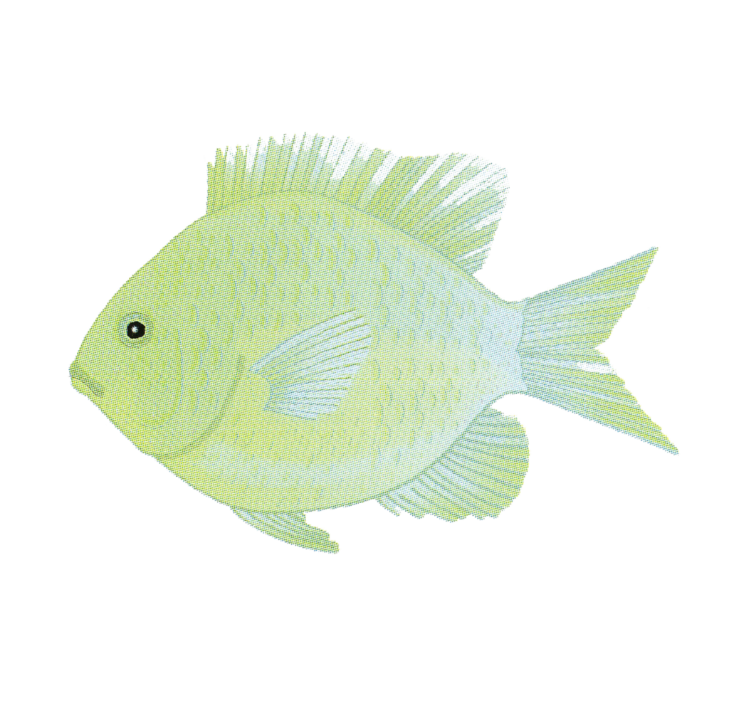 Splash Zone Videos Linda Arnold Music