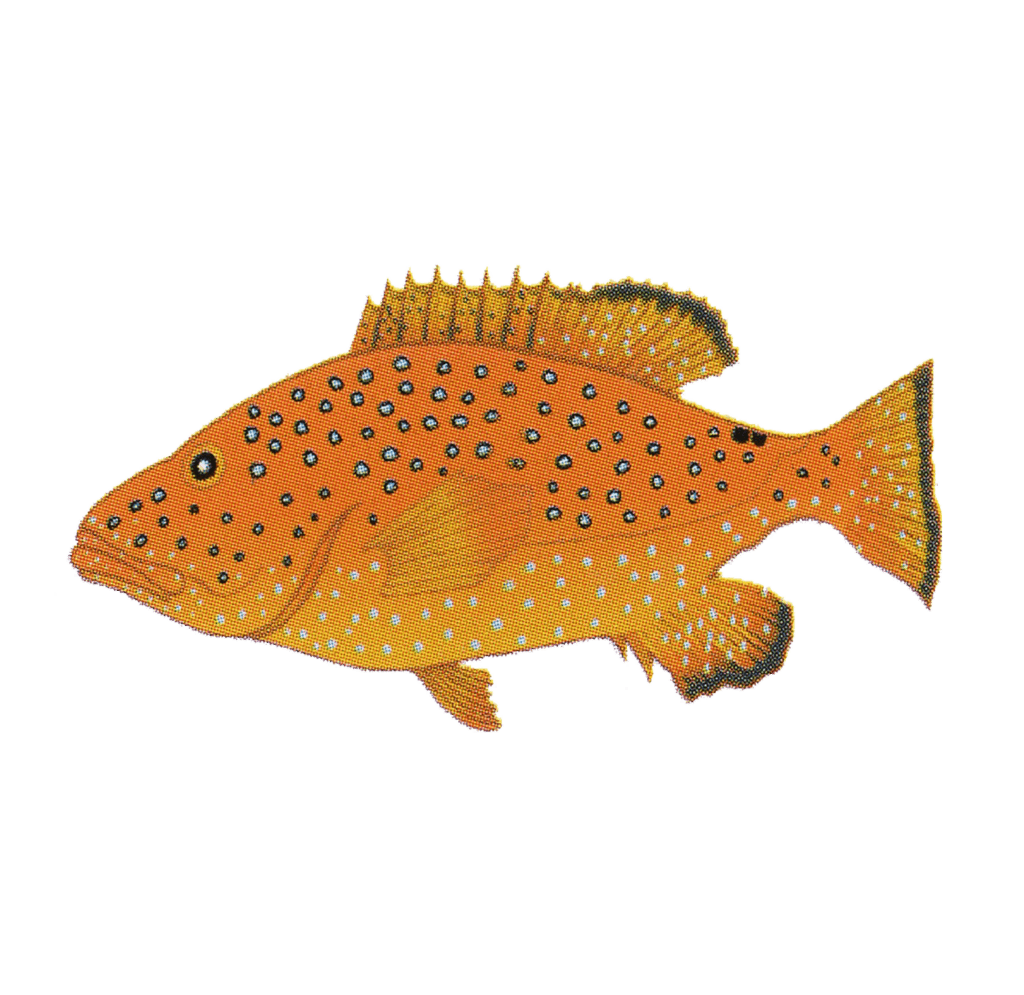 An Orange Color Fish with White Background